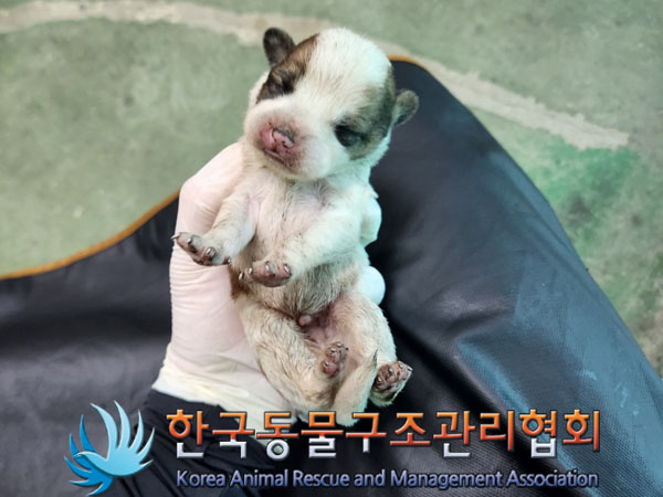 종료(자연사) 믹스…